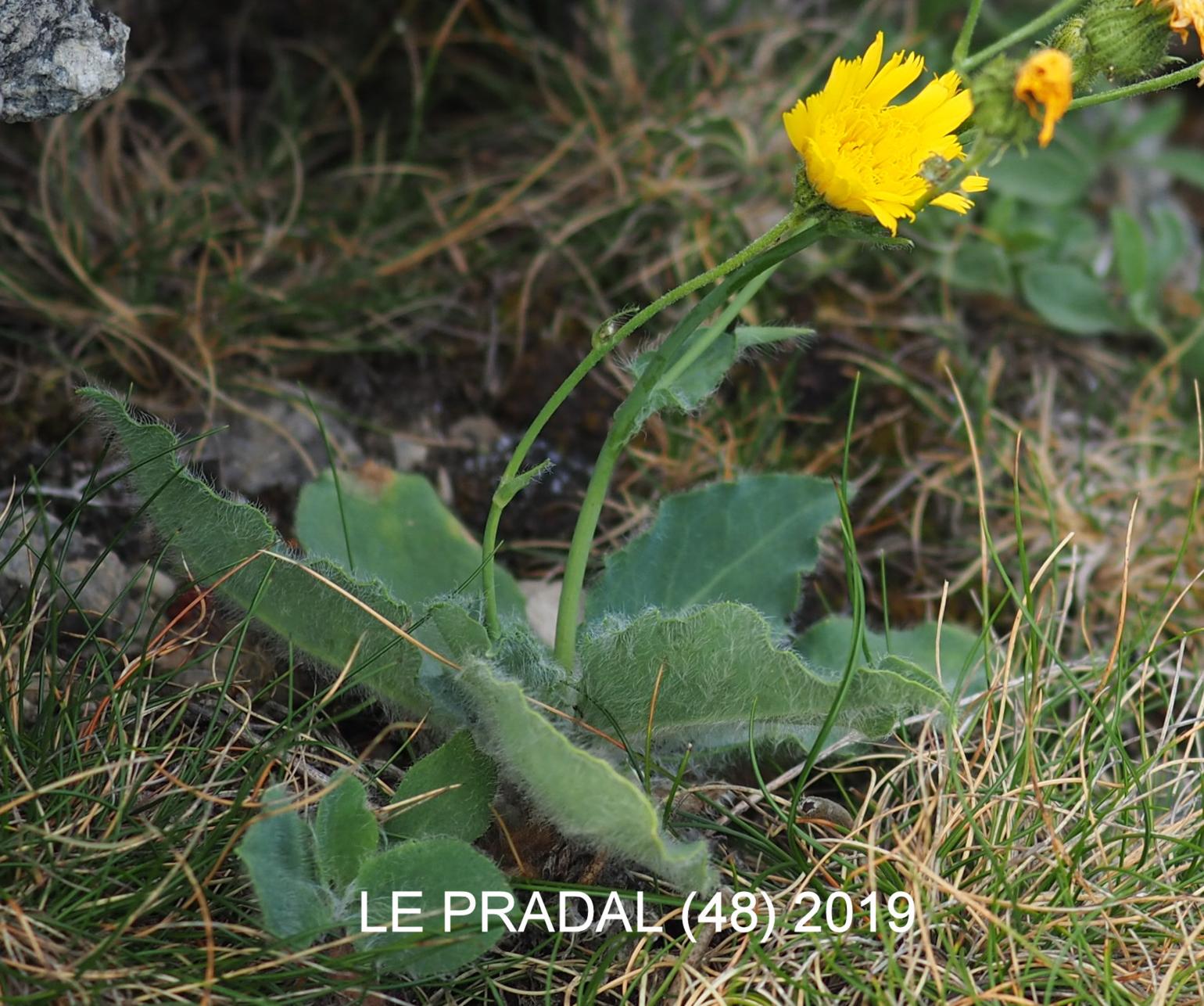 Hawkweed, Lawson's